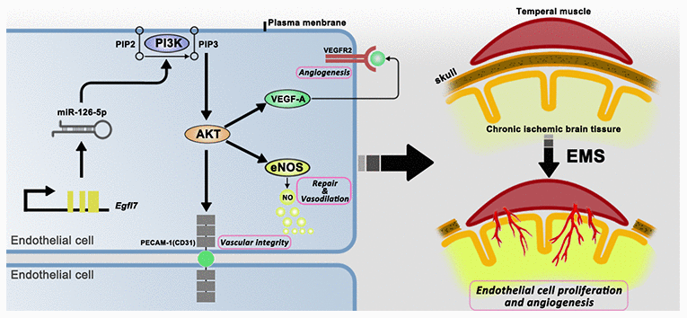 Schematic showing the signaling pathways that act downstream of miR-126-5p to promote EC proliferation and angiogenesis.