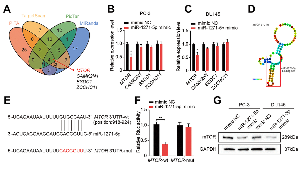 miR-1271-5p targets mTOR in PCa cells. (A) Target genes of miR-1271-5p were predicted by Starbase 2.0. (B, C) qRT-PCR analysis of the expression of target genes in PC-3 and DU145 cells treated with the miR-1271-5p mimic. (D) RegRNA 2.0 predicted the binding site of miR-1271-5p on circMBOAT2. (E) Wild type (wt) and mutated (mut) sequences of the predicted binding site between the MTOR 3’UTR and miR-1271-5p. (F) Dual-luciferase reporter assays showing the binding properties of MTOR and miR-1271-5p. Renilla luciferase (Rluc) activity was normalized to firefly luciferase activity. (G) Western blot analysis of mTOR expression in PC-3 and DU145 cells treated with miR-1271-5p. Data are displayed as mean ± SD. *p p 