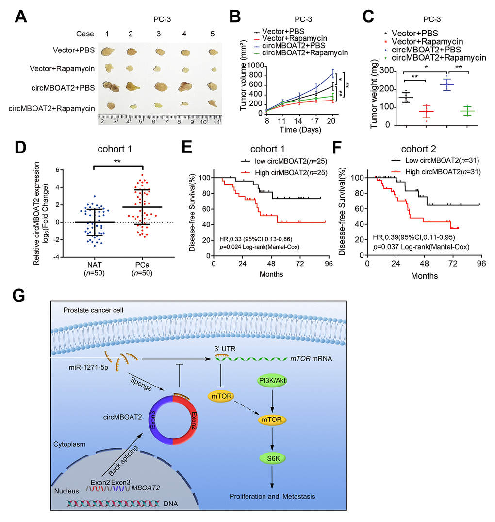 circMBOAT2 is associated with PCa progression and responds to mTOR inhibitor treatment. (A) Image of the xenograft subcutaneous models of PC-3 cells stably transfected with vector or circMBOAT2 plasmid, treated with rapamycin or PBS. (B, C) Tumor volumes and weights of subcutaneous xenograft tumors. (D) qRT-PCR analysis of circMBOAT2 expression in a cohort of 50 PCa patient tissues paired with their respective NATs. (E, F) The Kaplan-Meier curves for DFS of PCa patients in cohort 1 and cohort2. Median circMBOAT2 expression levels were used as the cutoff value for patient stratification. (G) Proposed model of circMBOAT2-mediated PI3K/Akt activation in PCa tumorigenesis and metastasis. Data are displayed as mean ± SD. *p p 