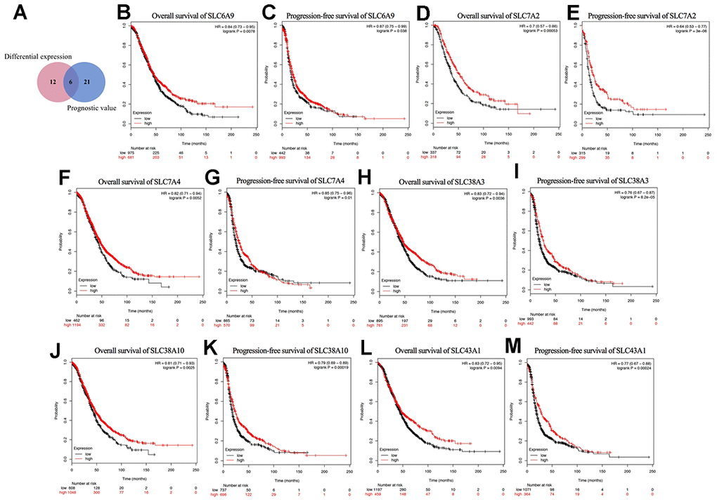 Prognostic values of differential expressed SLC family members in ovarian cancer (Kaplan–Meier Plotter). (A) Venn diagram for the screening of the genes with both significant differential expression and prognostic value. (B–M) Prognostic significance of individual SLC family members with both significant differential expression and prognostic value in ovarian cancer. SLC, solute carrier.