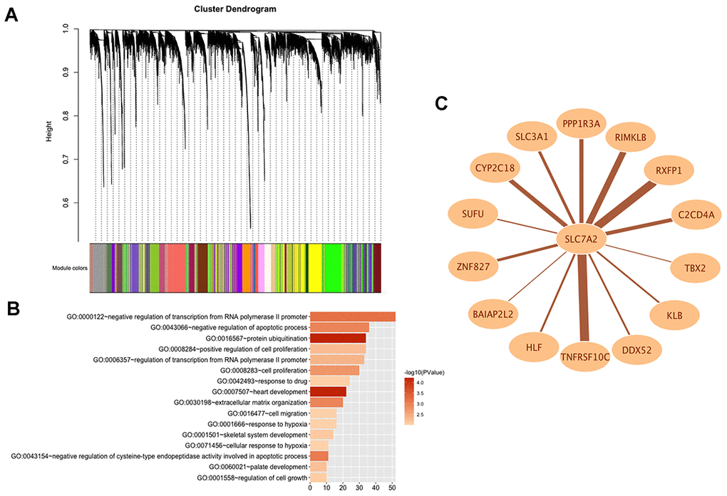 WGCNA analysis of SLC7A2 in transcriptomic data of 44 ovarian cancer cell lines. (A) Gene modules divided by WGCNA. (B) GO bioinformatics analysis of genes in the brown module. (C) Network of SLC7A2 and its connected genes. WGCNA, Weighted Correlation Network Analysis; GO, Gene Ontology.