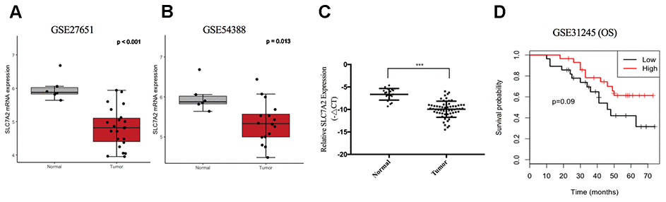 Validation of SLC7A2 based on GEO datasets and clinical samples. mRNA expression levels of SLC7A2 based on (A) GSE27651 (22 high-grade serous ovarian carcinomas and 6 normal ovarian tissues), (B) GSE54388 (16 epithelial ovarian cancer and 6 normal ovarian tissues) and (C) our clinical samples (60 ovarian cancer and 20 normal ovarian tissues). (D) Prognostic significance of SLC7A2 in ovarian cancer based on GSE31245 (58 ovarian cancer cases). ***P 