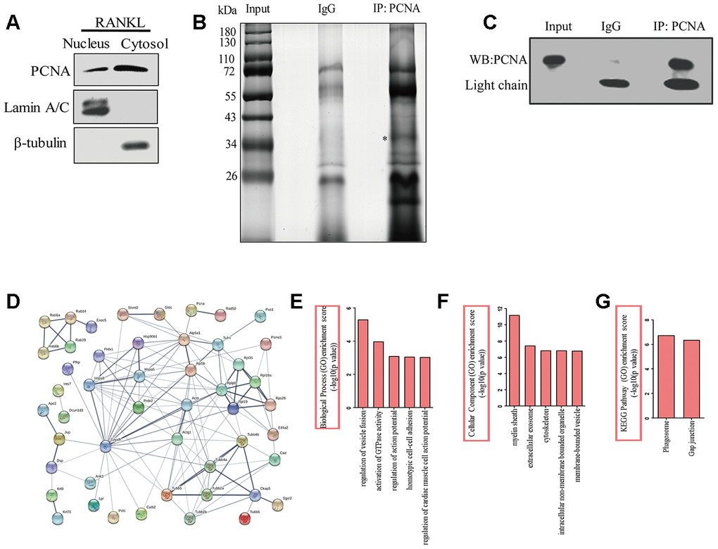 The identification of the proteins interacting with cytoplasmic PCNA. (A) RAW264.7 cells after RANKL (100 ng/mL) induction for three days were subjected to fractionation experiments to isolate the nuclear and cytoplasmic fractions. The distribution of PCNA in both fractions was assessed by western blotting. Lamin A/C and β-tubulin were respectively used as markers for nuclear and cytoplasmic fractions. (B) Co-IP assay using PCNA antibody was carried out with the cytoplasmic fraction, PCNA-bound proteins were separated using SDS-PAGE gel electrophoresis and silver stained. IP with IgG was used as the control. The asterisk denotes the protein band corresponding probably to the immunoprecipitated PCNA protein. (C) Confirmation by western blotting of the successful immunoprecipitation of PCNA in (B). Light chain: the light chain of IgG and PCNA antibody. (D) STRING program analysis of the interaction network of 76 putative cytoplasmic PCNA interactors. Line thickness indicates the strength of data support. (E) Biological processes analysis of the identified differential proteins using the ClueGO plug-in of Cytoscape software. The top five items were listed. (F) Cellular component enrichment analysis of the identified differential proteins using Cytoscape software. The top five items were listed. (G) KEGG pathway enrichment analysis of the identified differential proteins using Cytoscape software. The top two items were listed.