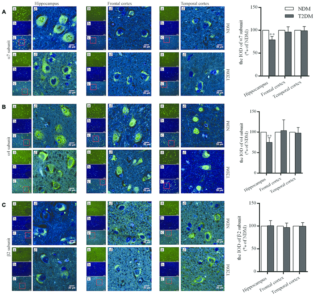 Immunofluorescent staining for nAChR α7 (A), α4 (B) and β2 (C) subunits in the hippocampus (CA3), and the frontal and temporal cortices of patients with T2DM (n=6) and age-matched controls (NDM, n=6). Photographs were taken by using a laser confocal microscope. The α7, α4 and β2-positive neurons were reacted by specific antibodies as shown as green (a); cell nuclei are stained as blue (using DAPI) (b); a and b were merged as one picture (c); and a partial area from c was selected to be magnified (d) with scale bars=20 μm. The values presented as percentage of the control by relative quantification for α7, α4 or β2 subunit staining in those regions are means ± SEM; **pt test.