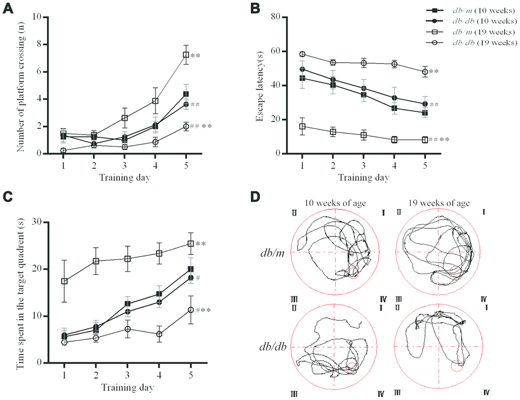 Evaluation of the spatial learning and memory of db/db (n=8) and db/m (n=8) by MWM test. (A) The number of platform crossings (n); (B) escape latency (s); (C) times spent in the target quadrant (s); (D) typical swimming paths to reach the original position of the platform. The values presented are mean ± SEM. **pppt test.