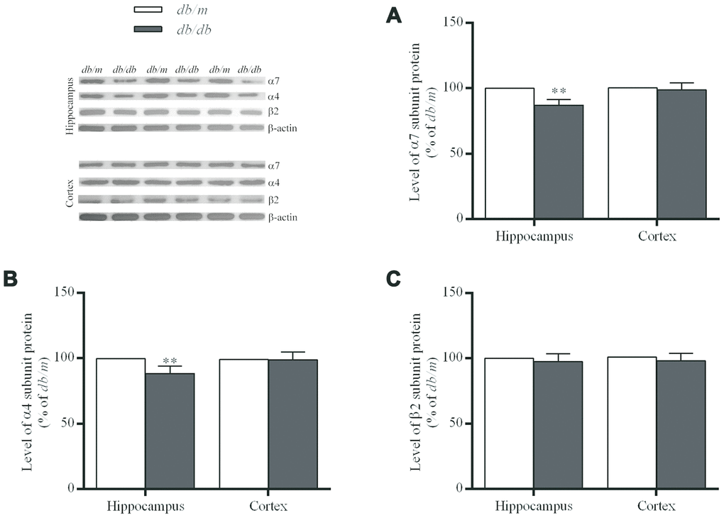 The levels of nAChR α7 (A), α4 (B) and β2 (C) subunit proteins in the hippocampus and cortex of db/db and db/m mouse brains as determined by Western blotting. The values presented as percentage of the control by relative quantification are mean ± SEM (n=8 for each group). **pdb/m mice determined by the two-tailed unpaired Student’s t test. Representative Western blots are displayed in the upper left corner of the figure.