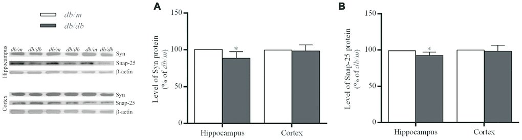 The levels of synaptic proteins in the hippocampus and cortex of db/db and db/m mouse brains as determined by Western blotting. (A) Syn; (B) Snap-25. The values presented as percentage of the control by relative quantification are mean ± SEM (n=8 for each group). *pdb/m mice as determined by the two-tailed unpaired Student’s t test. Representative Western blots are displayed in the left site of the figure.