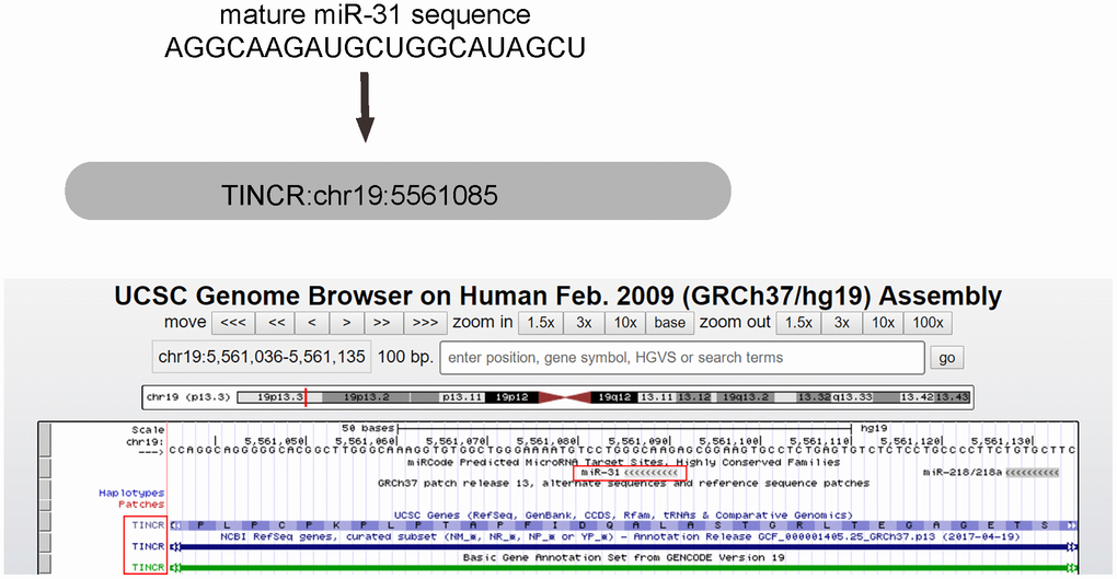 miR-31 is the only TINCR-targeting miRNA that dramatically increases in CRC tissues. MiR-31 is one special TINCR-targeting miRNA, analyzed by miRcode, with the binding region on TINCR was shown.