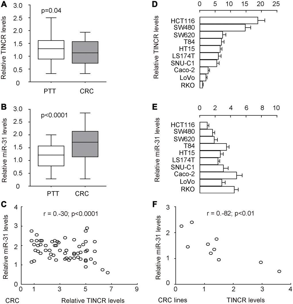 TINCR and miR-31 levels inversely correlate in CRC tissues and cell lines. To explore the potential functions of TINCR in the development of CRC, its expression pattern was investigated in 77 pairs of CRC tissues and peritumoral tissues (PTT). (A, B) RT-qPCR for TINCR (A) and miR-31 (B) in CRC tissues, compared to PTT. (C) Correlation test for TINCR and miR-31 in all 77 cases, which showed a significant inverse correlation (r=-0.3; pD, E) RT-qPCR for TINCR (D) and miR-31 (E) in human CRC cell lines, including HCT116, SW480, SW620, T84, HT15, LS174T, SNU-C1, Caco-2, LoVo and RKO. (F) Correlation test for TINCR and miR-31 in all examined CRC cell lines, which showed a significant correlation (r=-0.82, p