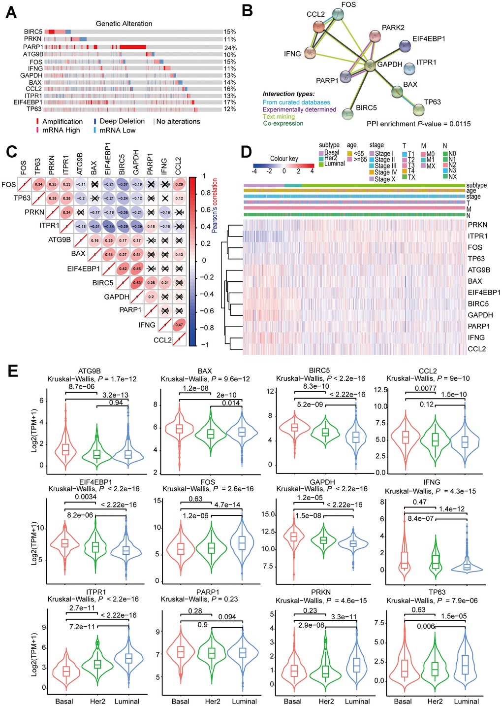 Comprehensive analysis of ARGs in subtype-specific prognostic models. (A) OncoPrint showing the copy number alterations and mRNA expression alterations of 12 ARGs in subtype-specific autophagy prognostic models. The analysis was performed by cBioProtal database using MATABRIC dataset. (B) Protein-protein interaction analysis of genes in subtype-specific autophagy prognostic model by STRING database. (C) Clustered heatmap showing the correlation of genes expression in subtype-specific autophagy prognostic model. The correlation was calculated by Pearson’s correlation using log2 (TPM+1). Not statistically significant correlations were defined as P > 0.05 and marked by a black cross. (D) Clustered heatmap showing the genes expression and clinical information in BRCA patients. (E) Violin plots showing identified gene expression in Luminal, Her-2 and Basal-like BRCA. The P values were calculated by Wilcox-test (two groups comparison) and Kruskal-Wallis test (three groups comparison).
