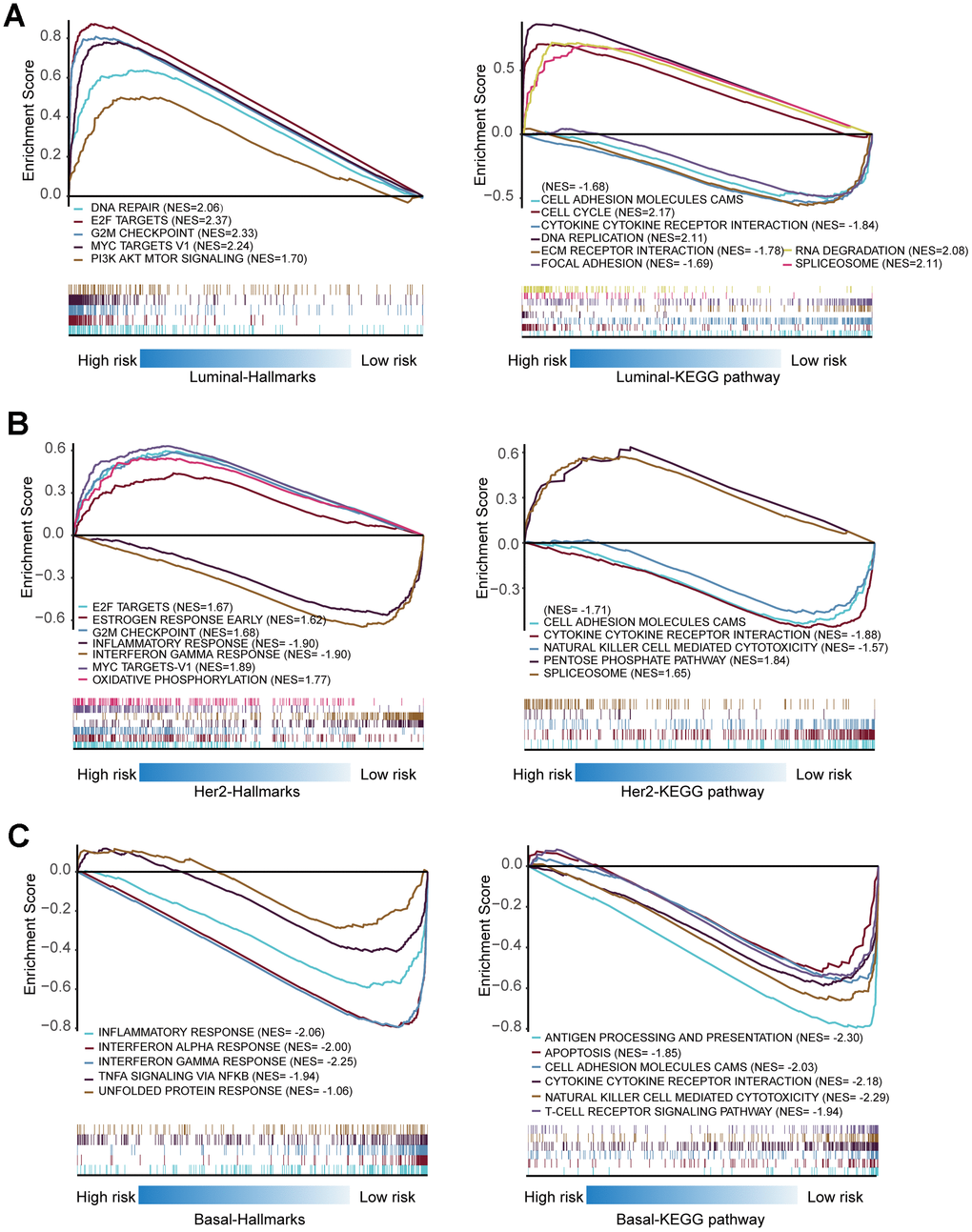 Gene set enrichment analysis of genes in high-risk and low-risk patients in Luminal, Her-2 and Basal-like BRCA. (A) Gene set enrichment analysis (GSEA) showing the enrichment of Hallmarks and KEGG pathways in high-risk and low-risk patients with Luminal BRCA. (B) GSEA showing the enrichment of Hallmarks and KEGG pathways in high-risk and low-risk patients with Her-2 BRCA. (C) GSEA showing the enrichment of Hallmarks and KEGG pathways in high-risk and low-risk patients with Basal-like BRCA.