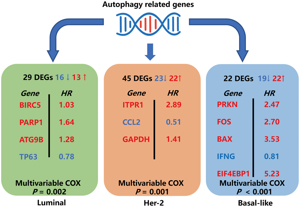 Schematic summary diagram for the three subtype-specific risk-models constructed in this study.