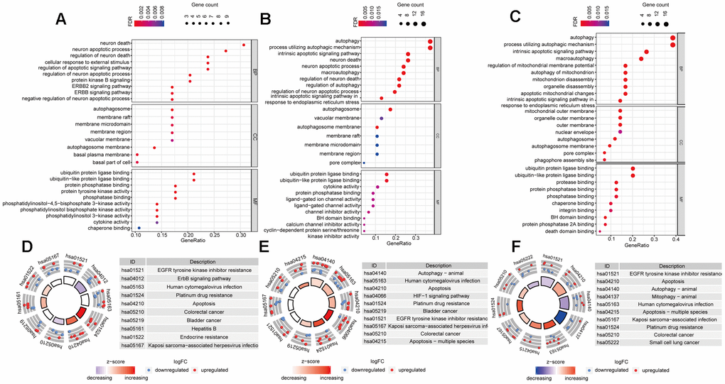 Gene-Ontology and KEGG enrichment analysis of DEARGs. (A–C) Gene-Ontology analysis of DEARGs in Luminal (A), Her-2 (B) and Basal-like (C) BRCA. (D–F) KEGG analysis of DEARGs Luminal (A), Her-2 (B) and Basal-like (C) BRCA. The outer circle shows a scatter plot for each term of the logFC of the assigned genes. Red circles display up-regulation pathways, and blue circles showing the down-regulation pathway.