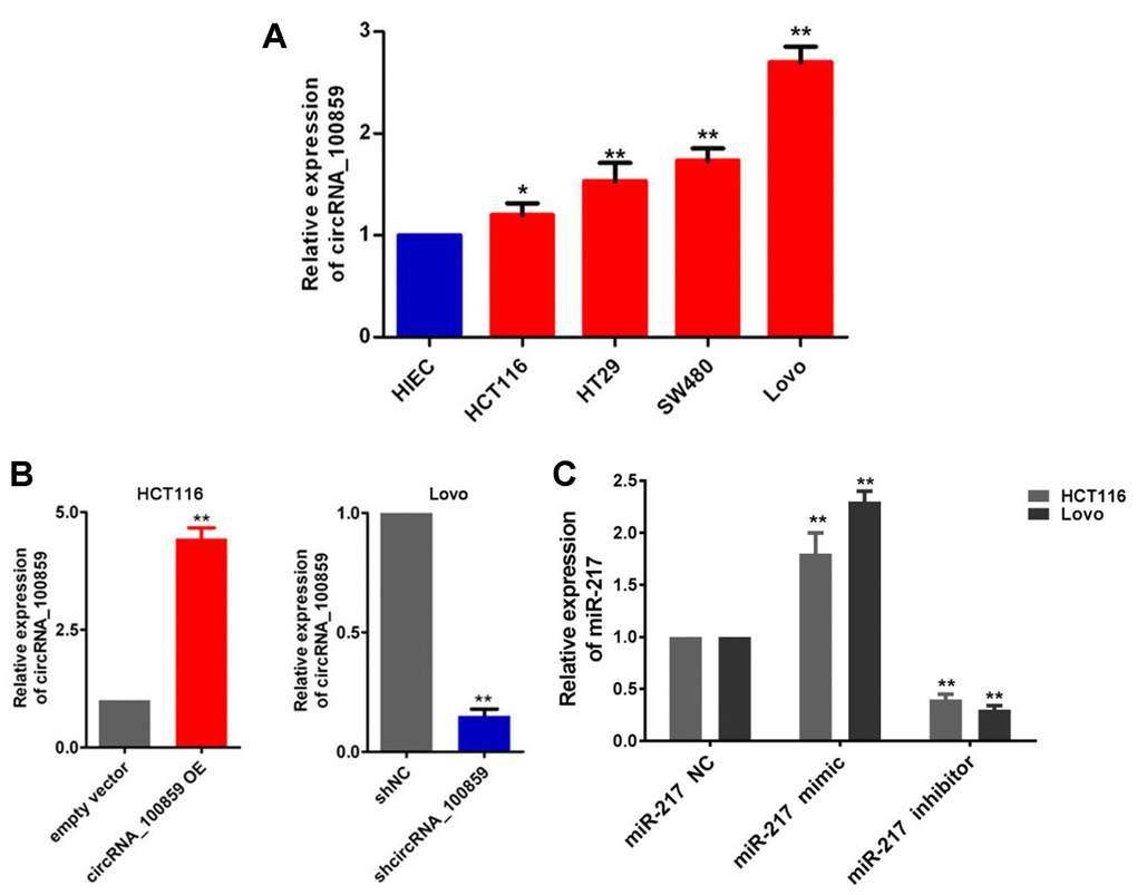 Cell transfected successfully. (A) RT-qPCR assay showed that circRNA 