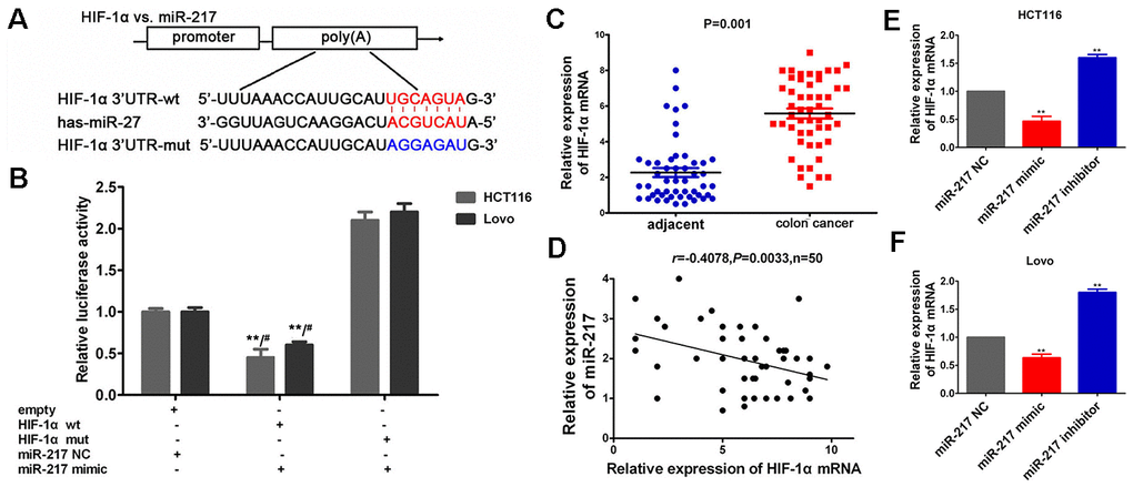HIF-1α was directly targeted by miR-217. (A) The potential binding sequences of HIF-1α to miR-217. (B) T The relative luciferase activities were estimated after co-transfection with HIF-1α-wt or mut and miR-217 mimics or miR-217 NC. **P0.05 vs. mut+mimic. (C) HIF-1αwas significantly over-expressed in colon cancer tissues (n=50), *P P 