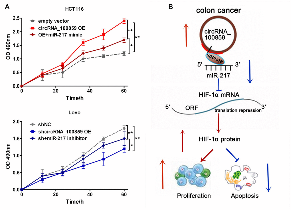 Rescue assays. (A) MTT assay showed the effects of circRNA