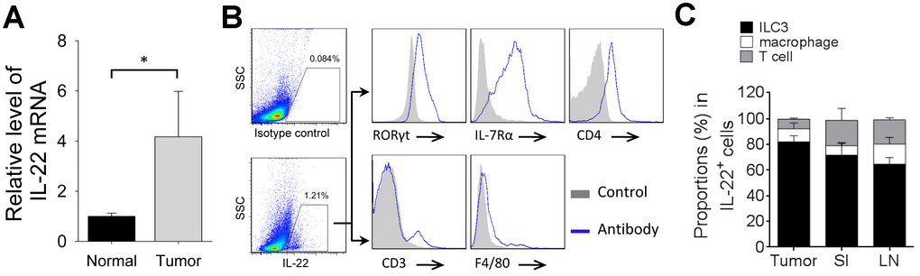 Cellular source of IL-22 in 4T1 tumor. (A) Total RNAs were extracted from tumor tissue or normal mammary tissue in 4T1 tumor model. qPCR was applied to analyze levels of IL-22 mRNA (n=4). Data represent fold changes. (B, C) Tumors, small intestine and mesenteric lymph nodes were collected from mice on day 21 after cell injection. Flow cytometry was applied to analyze IL-22-producing cells. (B) Figure shows cells gated from IL-22-positive population and expression of indicated markers. T cells are defined as CD3+. Macrophages are defined as F4/80+. ILC3s are defined as CD3-CD4+IL-7Rα+RORγt+. (C) Proportions of ILC3, macrophage and T-cell in IL-22-positive cells (n=4). Data are mean ± SD, compared using unpaired t test. *, p 