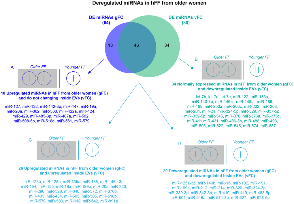 Comparison of DE miRNA sets obtained by two normalization methods for RT-qPCR. Differential expression analysis of miRNAs from FF EVs, comparing older women to younger women and using two normalization methods revealed 64 DE miRNAs (gFC), without considering the number of EVs, and 80 DE miRNAs (vFC) taking into account the number of vesicles. Comparison between gFC and vFC datasets identified 4 classes of DE miRNAs (A-D) for which we show a possible distribution (represented by vertical bars) within the individual EVs from the FF of the two groups of women according to an EV ratio of 2:1 (older vs younger).