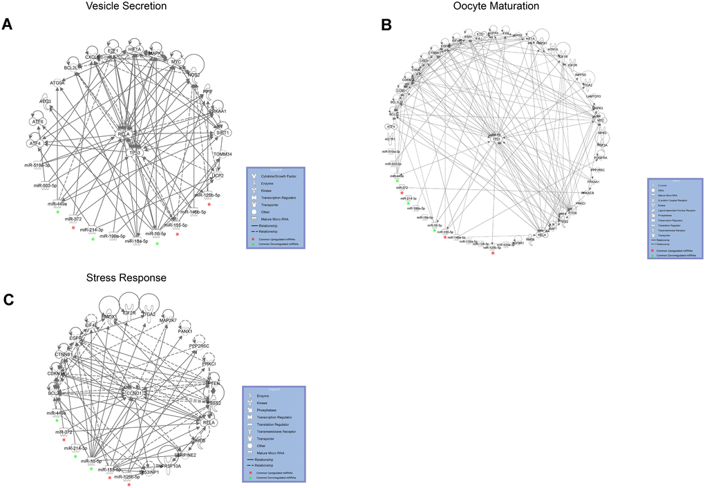 DE miRNAs with female aging control target mRNAs within complex regulatory networks of (A) vesicle secretion, (B) oocyte maturation and (C) stress response. DE common miRNAs are highlighted.