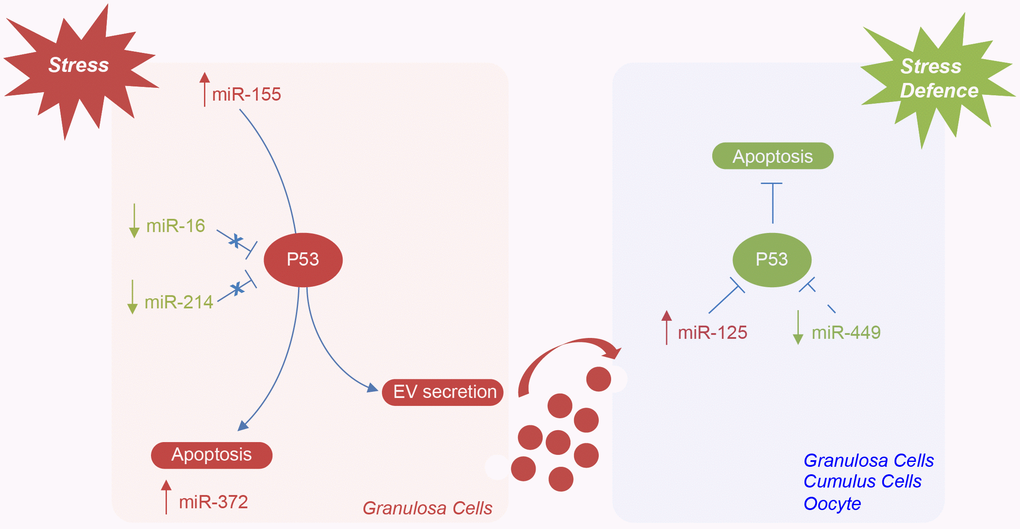 Hypothetical model of miRNAs mediating the regulation of TP53 in the ovarian follicle in female reproductive aging. Potential mechanisms by which specific ovarian follicle cell subpopulations can send and receive stress signaling, via EVs, in ovarian aging. MiR-155 expression is induced by stress in granulosa cells. TP53 activation, mediated by the downregulation of miR-16 and miR-214, can initiate apoptosis or lead to cellular senescence and the activation of miR-372 or cause the increase of EV secretion. The upregulation of miR-125 and the downregulation of miR-449 could represent a defense mechanism implemented by follicular cells and oocyte to repress TP53 expression and stress-induced apoptosis.