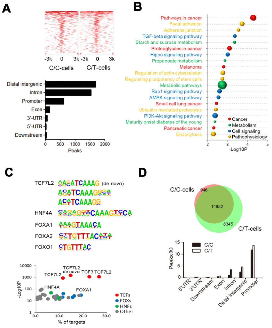 ChIP sequencing analysis of genome-wide TCF7L2 binding specificity in PLC-PRF-5 cells with rs290487 C/C and rs290487 C/C genotypes. (A) ChIP-seq analysis shows comparative genome-wide TCF7L2 binding in C/C and C/T cells. The clustered heatmap displays the distribution of TCF7L2 binding sites in a ±3 kb sequence relative to the transcript start site (TTS). Bar graph shows the genomic regions of differential ChIP-seq peaks. (B) The bubble chart shows the KEGG enrichment analysis of genes in the differential ChIP-seq peaks between C/C- and C/T-cells. The size of bubble represents the number of differentially expressed genes enriched in each pathway. (C) Differential motif enrichment analysis in the differential ChIP-seq peak regions. These regions are enriched for de novo and known TCF7L2 binding sites and other transcription factors that regulate gluconeogenesis. Scatter plot shows the significance of top 30 transcription factors. (D) ATAC-seq analysis of open chromatin regions in C/C and C/T cells. The Venn diagram represents the overlap of ATAC-seq peaks in both cells. The bar graph depicts the genomic regions in the differential ATAC-seq peaks.