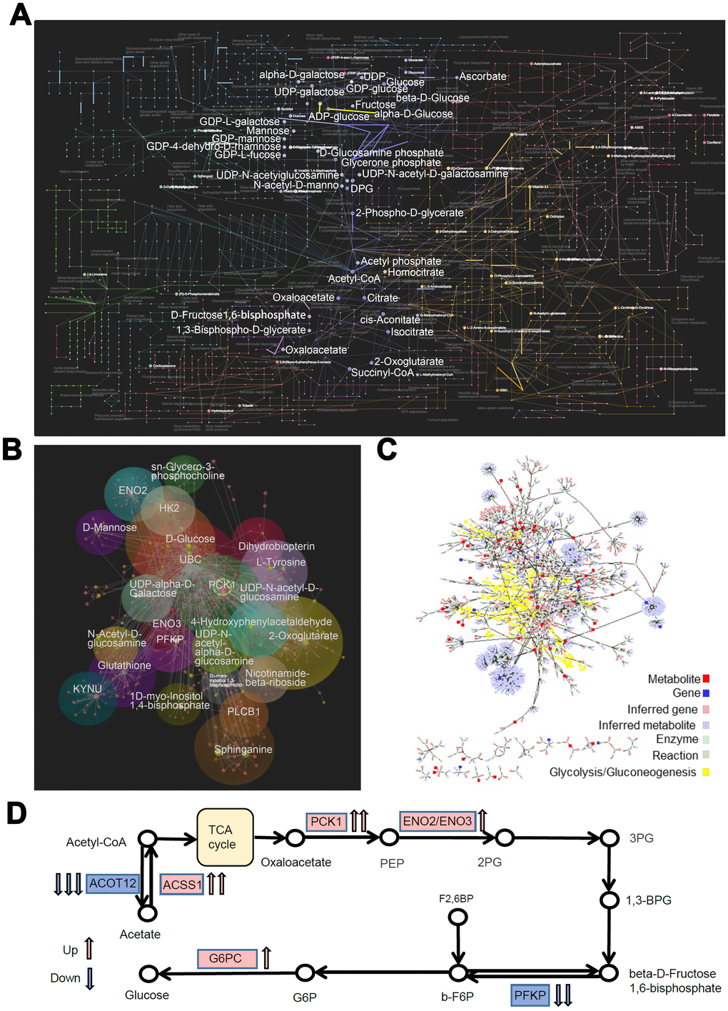 Network and pathway analyses of transcriptome and metabolome changes in pathways related to glucose metabolism in PLC-PRF-5 cells with the rs290487 C/C genotype. (A) The network shows interactions between DEGs and metabolites in the metabolic pathways visualized using OmicsNet. The bold dots and lines represent metabolites and genes in the glucose metabolic pathway, respectively. (B) The interactome network between transcripts and metabolites visualized using MetScape 3. The transcripts and metabolites highlighted in yellow represent those involved in the glycolysis and gluconeogenesis pathway. (C) The subgroup analysis of the network shows the interactions between DEGs and metabolites in the glucose metabolic pathways as visualized using OmicsNet. Red and yellow dots represent genes and metabolites, respectively. The sizes of the dots are based on their degree values. (D) The probable mechanism of C-allele enhanced gluconeogenesis.