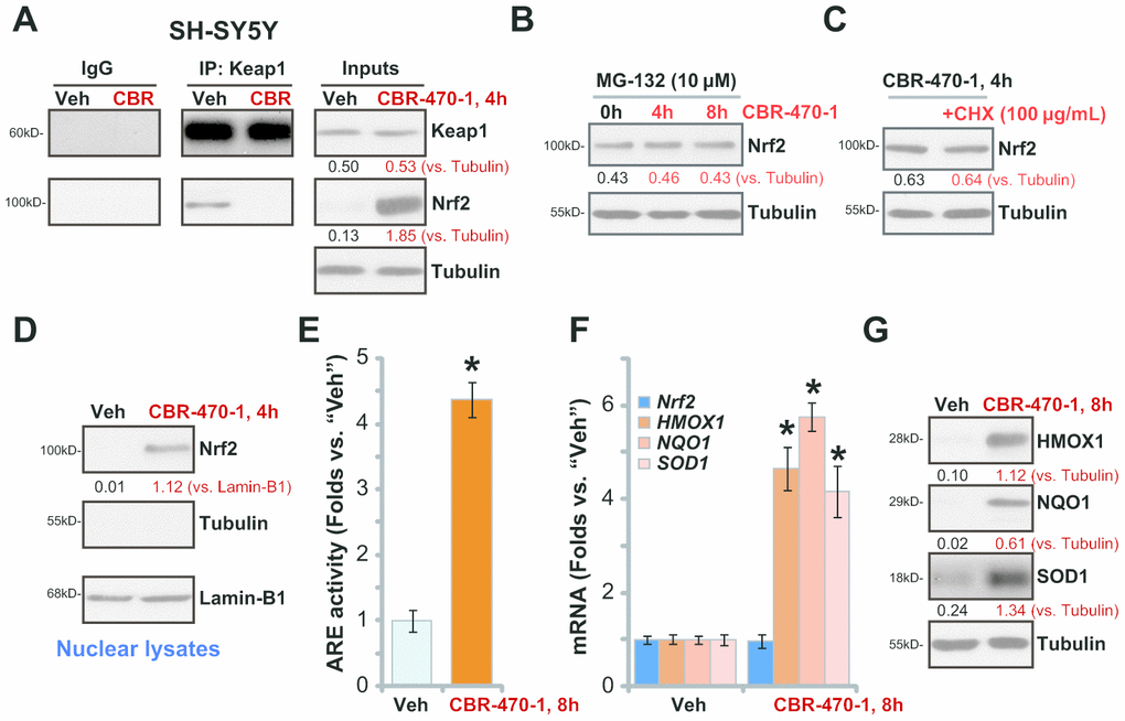 CBR-470-1 activates Nrf2 signaling cascade in SH-SY5Y cells. Differentiated SH-SY5Y neuronal cells were treated with CBR-470-1 (10 μM) or the vehicle control (“Veh”), cells were further cultured for the applied time periods, Keap1 immunoprecipitation with Nrf2 was tested by a Co-IP assay (A); Nrf2 and Keap1 protein expression in total cell lysates was tested as “Inputs” (A). SH-SY5Y neuronal cells were pre-treated with MG-132 (10 μM) for 24h, followed by CBR-470-1 (10 μM) stimulation and cultured for another 4-8h, Nrf2 and Tubulin protein expression in total cell lysates was tested (B). SH-SY5Y cells were pretreated with cycloheximide (CHX, 100 μg/mL) for 12h, followed by CBR-470-1 (10 μM) stimulation and cultured for another 4h, Nrf2 and Tubulin protein expression in total cell lysates was shown (C). SH-SY5Y neuronal cells were treated with CBR-470-1 (10 μM) or the vehicle control (“Veh”), cells were further cultured for the applied time periods, expression of indicated Keap1-Nrf2 pathway genes was tested by qPCR and Western blotting analyses (D, F, G); Alternatively, cells were harvested and relative ARE luciferase activity was tested, with results normalized to that of vehicle control (E). Expression of listed proteins was quantified and normalized to the loading control (A–D, G). Data were expressed as mean ± standard deviation (SD, n=5). * PE, F). Experiments were repeated four times with similar results obtained.
