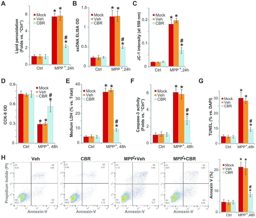 CBR-470-1 inhibits MPP+-induced oxidative injury in SH-SY5Y neuronal cells. SH-SY5Y neuronal cells were pre-treated for 2h with CBR-470-1 (“CBR”, 10 μM) or the vehicle control (“Veh”), followed by MPP+ (3 mM) stimulation, cells were further cultured for applied time periods, relative lipid peroxidation levels (A), single strand DNA contents (B) and mitochondrial depolarization(JC-1 green fluorescence intensity, (C) were tested, and then cell viability and death examined by CCK-8 (D) and medium LDH release (E) assays, respectively. Cell apoptosis was evaluated by the assays mentioned in the text (F–H).“Veh” stands for the vehicle control. “Mock” stands for MPP+ single treatment (no pretreatment).“Ctrl” stands for no MPP+ stimulation. Bars stand for mean ± standard deviation (SD, n=5). * P#P