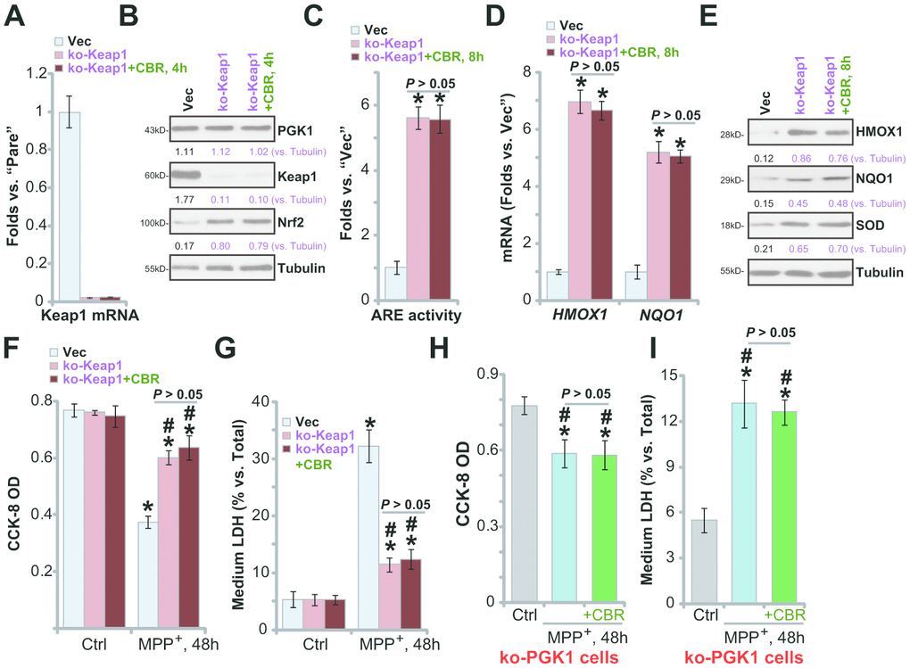 In Keap1-KO or PGK1-KO SH-SY5Y cells CBR-470-1 fails to offer further cytoprotection against MPP+. Expression of listed mRNAs and proteins in empty vector (“Vec”)-expressing SH-SY5Y cells or stable SH-SY5Y cells with a lenti-CRISPR/Cas9-Keap1 KO construct (“ko-Peak1”), treated with or without CBR-470-1 (“CBR”, 10 μM, for 4-8h), was tested by qPCR (A, D) and Western blotting (B, E) assays, with the relative ARE luciferase activity tested as well (C); Alternatively, cells were treated with MPP+ (3 mM) for 48h, cell viability and death were tested by CCK-8 (F) and medium LDH release (G) assays, respectively. The ko-PGK1 cells were pre-treated for 2h with CBR-470-1 (“+CBR”, 10 μM), followed by MPP+ (3 mM) stimulation for 48h, with cell viability (H) and death (I) tested similarly. Expression of listed proteins was quantified and normalized to the loading control (B, E). Bars stand for mean ± standard deviation (SD, n=5). * PA, C, D). * PF, G). #P+-treated “Vec” cells (F, G). * PH, I). Experiments in this figure were repeated four times, with the similar results obtained.