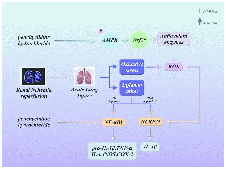 Summary of the defensive effects of PHC against rI/R-induced acute lung injury, and the potential pathogenesis. PHC greatly ameliorated rI/R-induced acute lung injury by suppressing oxidative stress and inflammation. These effects of PHC were linked to its stimulation of the ARE/Nrf2/AMPK pathways and its inhibition of NF-κB and NLRP3 signaling. However, the mitigation of NF-κB and NLRP3 signaling by PHC appeared to be Nrf2-independent and Nrf2-dependent, respectively.