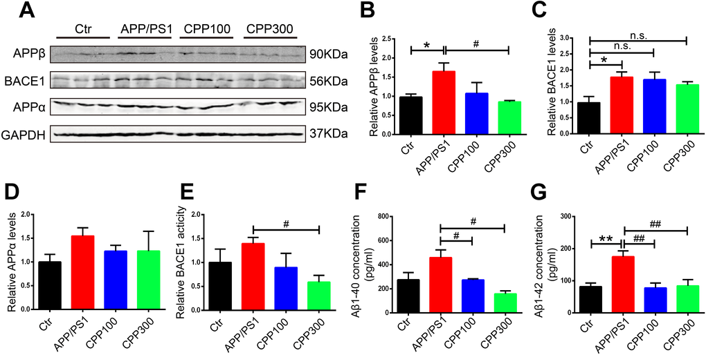 CPPs treatment prevented Aβ accumulation in APP/PS1 mice. (A) Western blotting was performed to detect the expression of APPβ, BACE1 and APPα proteins in the hippocampus. (B–D) Quantitative analysis of the blots. (E) Relative fluorescence levels of BACE1 were detected in the hippocampal lysate. (F, G) Hippocampal tissue homogenates were assayed for Aβ1-40 (F) or Aβ1-42 (G) levels. P value significance is calculated from a one-way ANOVA. The data were expressed as mean ± SEM, *P 