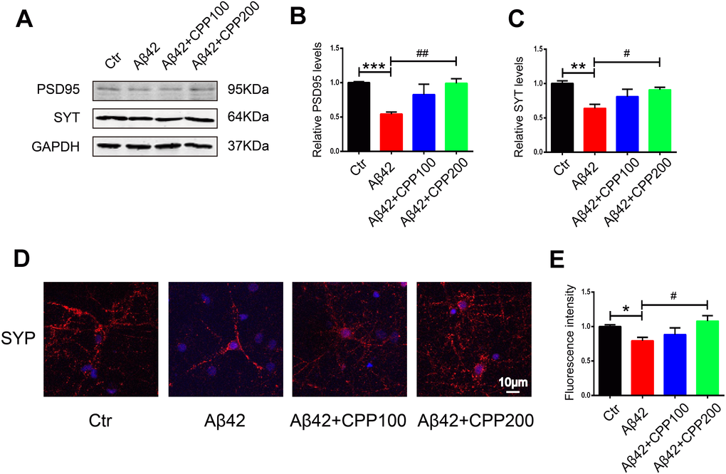 CPPs relieved Aβ-induced toxicity in rat primary neuron in vitro. On exposure to pre-aggregating Aβ1–42 or vehicle for 24h, rat primary neuron was treated with or without CPPs at the indicated concentrations of 100, 200 μg/ml for 24 h. (A) The expression of PSD95 and synaptotagmin (SYT) proteins in the primary neuron were detected by Western blotting, GAPDH as a loading control. (B, C) Quantitative analysis of the blots, n = 3. (D) Immunofluorescence staining was used to measure the expression of SYP in primary neuron. (E) Quantitative analysis of fluorescence intensity. Data were from 3 independent experiments. P value significance is calculated from a one-way ANOVA. **P 