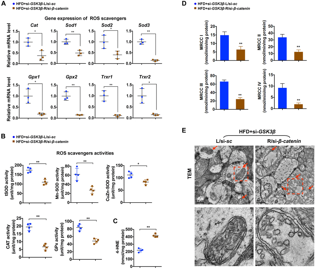 β-catenin is required for effects of GSK3β inhibition against oxidative stress-induced mitochondrial damage. (A) Relative mRNA expression of ROS scavenging genes in retinae from eyes treated with si-GSK3β+si-β-catenin (HFD+si-GSK3β/R-si-β-catenin) or si-GSK3β+si-sc (HFD+si-GSK3β/L-si-sc), respectively. (B) Activities of antioxidant enzymes in retinae. (C) Amounts of retinal 4-HNE. (D) Activities of retinal mitochondrial complex MRCC I-IV. Two retinae from 2 respective eyes in one group were pooled. Three independent experiments were performed in duplicate for each group. (E) Representative images of retinal TEM with mitochondria in IPL indicated with arrows. Areas boxed in are shown at higher magnification in lower panels. Scale bar, 0.5 μm. Data are means ± SEM. n = 4 eyes (A–C; E) or n = 6 eyes (D) per group. *P **P sc.