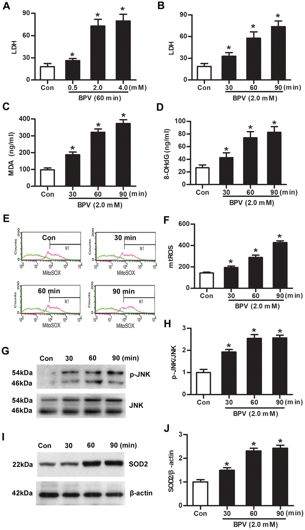 Oxidative injury, JNK phosphorylation and SOD2 transcription were elevated in SH-SY5Y cells treated with BPV. (A) LDH in cells treated with different concentration (0.5, 2.0, 4.0 mM) of BPV for 60 min; (B) LDH in cells treated with 2.0 mM BPV for 30, 60, or 90 min.; (C, D) MDA and 8-OHdG production in cells treated with 2.0 mM BPV for 30, 60, or 90 min; (E, F) the fluorescence intensities of mtROS in cells incubation with 2.0 mM BPV for 30, 60, or 90 min; (G, H) the western blot analysis shows JNK and p-JNK in SH-SY5Y cells incubation with 2.0 mM BPV for 30, 60, or 90 min; (I, J) the western blot analysis showed SOD2 expression in cells incubation with 2.0 mM BPV for 30, 60, or 90 min. Values are the mean± SEM of n = 3. *: P