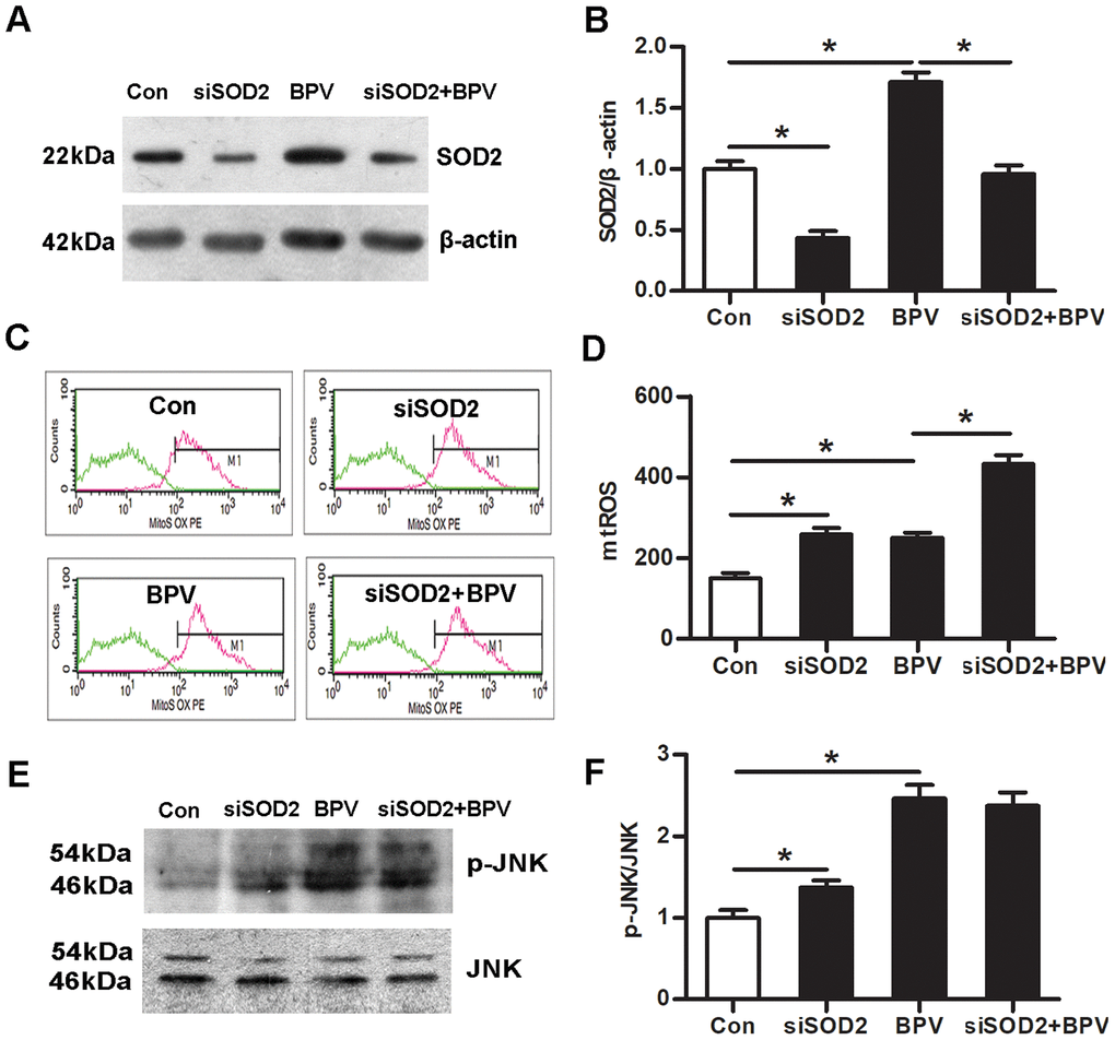 The effect of SOD2 gene knock-down on mtROS-JNK signaling in BPV-induced neuron oxidative stress. Con: cells transfected with silencer negative control siRNA; siSOD2: cells transfected with SOD2 siRNA. BPV: cells transfected with silencer negative control siRNA and treated with 2.0 mM BPV for 60 min; siSOD2+ BPV: cells transfected with SOD2 siRNA and treated with 2.0 mM BPV for 60 min. (A, B) the western blot analysis showed SOD2 in cells transfected with siRNA and treated with BPV; (C, D) mtROS was monitored by flow cytometry which showed the effect of knockdown SOD2 on mtROS in cells transfected with siRNA and treated with BPV. (E, F) the western blot analysis showed the activation of JNK signaling in cells transfected with SOD2 siRNA and treated with BPV. Values are the mean± SEM of n = 3, *: P