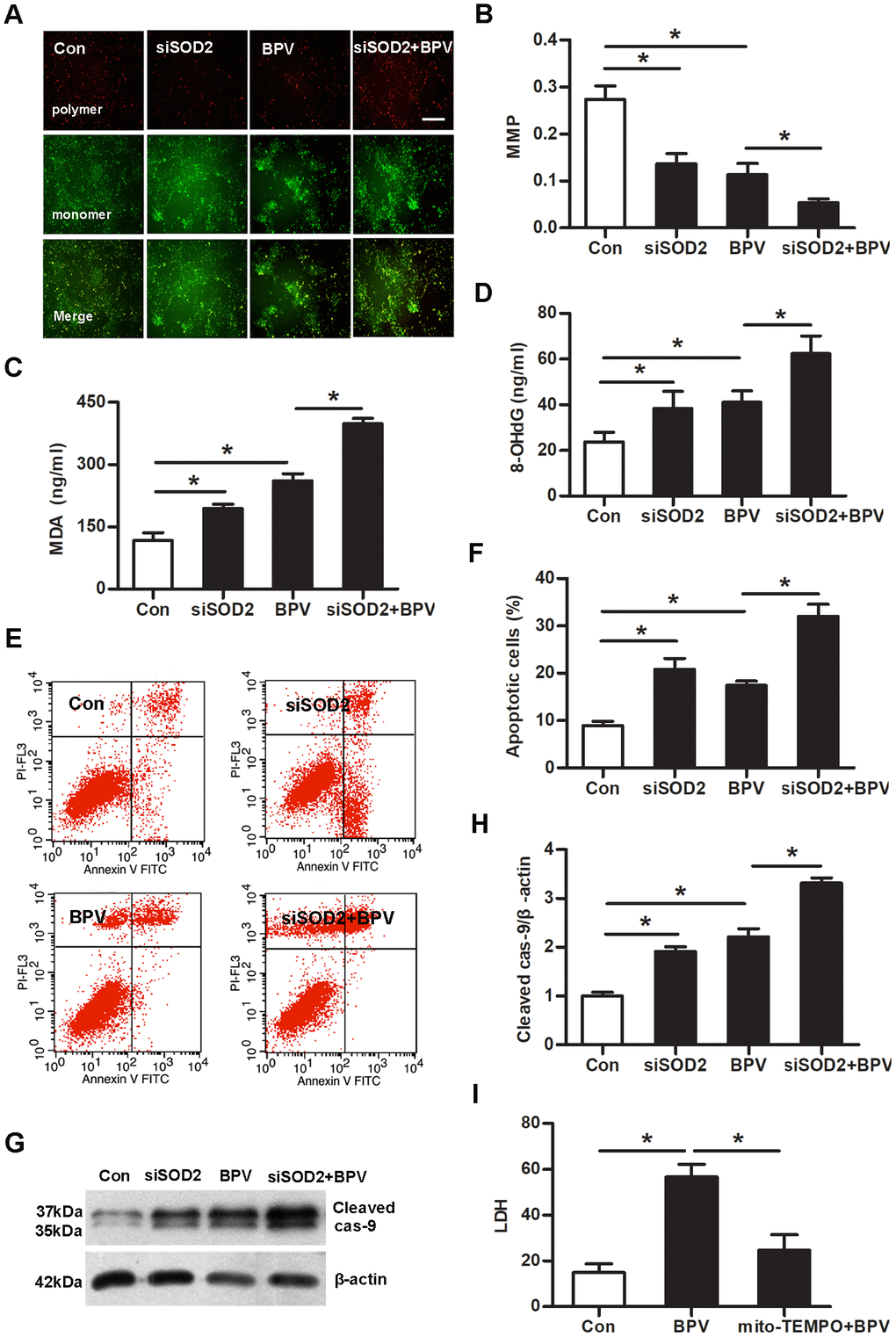 SOD2 gene knock-down enhanced BPV-induced neurotoxic injury and mito-TEMPO attenuated above injury. Con: cells transfected with silencer negative control siRNA; siSOD2: cells transfected with SOD2 siRNA. BPV: cells transfected with silencer negative control siRNA and cultured with 2.0 mM BPV for 60 min; siSOD2+BPV: cells transfected with SOD2 siRNA and cultured with 2.0 mM BPV for 60 min. (A, B) MMP was monitored by determining the relative amount of dual emissions from mitochondrial JC-1 monomers or aggregates using flow cytometry. Mitochondrial depolarization is indicated by a decrease in the polymer/monomer fluorescence. scale bar 200 μm. (C, D) MDA and 8-OHdG were detected by ELISA; (E–H) cells apoptosis was detected with flow cytometry and cleaved caspase-9 expression; (I) LDH production in cells treated with 2.0 mM BPV for 60 min and/or pretreated with 25 μM mito-TEMPO for 60 min. Values are the mean± SEM of n = 3, *: P