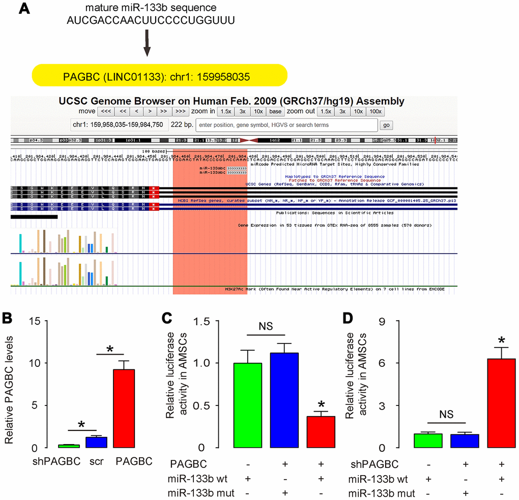 PAGBC is a ceRNA for miR-133b in AMSCs. (A) MiR-133b was a specific PAGBC-targeting miRNA, analyzed by miRcode. (B) Plasmids that overexpress PAGBC or deplete PAGBC were prepared. Plasmids carrying a scramble sequence were used as controls. These plasmids were used to transfect AMSCs and RT-qPCR for PAGBC was assessed in these cells. (C, D) We prepared luciferase reporter for wildtype (wt) miR-133b and miR-133b with a mutant at the PAGBC binding site (mut). The luciferase reporter assay was performed on AMSCs, using either miR-133b wt (C) or miR-133b mut (D). N=5. *p