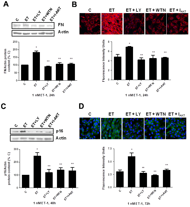 Role of PI3K-AKT-GSK pathway in endothelin-dependent cellular fibrosis and cellular senescence. Cells were incubated in the presence of different antagonists to block PI3K-AKT-GSK pathway (Wortmannin: 10 μM WTN; LY-294,002 hydrochloride: 50 μM LY; AKT inhibitor: 30 μM I-AKT). All of them were added at least 30 min before adding 1 nM ET-1 for 24h to assay FN expression by Western blot (panel A) or by Immunofluorescence (panel B), and to assay senescence by measuring p16 protein content for 48h by Western blot (panel C) and SA-ß-GAL activity for 72h (panel D). Representative Western blots are shown at the top of panels (A, C). Representative microphotographs are shown on the top of panel B, D with 40x magnification, scale bar, 50 μm. The densitometric analysis is shown below of each panel. Values are the mean±SEM of 6 independent experiments, *pC), and **p