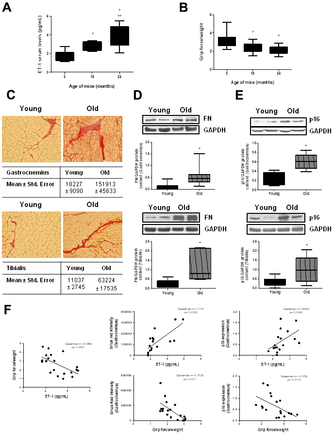 Aging mice present high circulating ET-1 levels, loss of muscle strength, fibrosis and senescence in gastrocnemius and tibialis anterior muscles. Animals were kept on a 12:12h light-dark cycle, at 24°C, and food and water were available ad libitum. Male C57Bl6 mice from 5, 18, and 24 month-old were used, 10 animals per group. (A) Serum ET-1 levels was measured by ELISA. (B) Muscle force was registered using the 4 limb grip test and data were corrected by body weight of each mouse. Values are the mean±SEM of 10 mice, *pC), to analyze FN protein expression by Western blot (D) and to assess senescence by measuring p16 protein content by Western blot (E) in those muscles of the same mice. (C) Sirius red staining (20x) is shown with the mean ± standard error below pictures. (D, E) A representative Western blot was shown above with the densitometric analysis below. Values are the mean±SEM of 20 mice, *pF) Graphs of correlations based on data from young (5-month-old) and old (24-month-old) mice were shown: ET-1 levels and grip force (Spearman r= -0.5669, p= 0.0091), ET-1 levels and Sirius red in GNM (Spearman r= 0.7787, p= 0.0002), ET-1 levels and p16 expression in GNM (Spearman r= 0.6548, p= 0.0043), grip force and Sirius red in GNM (Spearman r= -0.7028, p= 0.0011) and grip force and p16 expression in GNM (Spearman r= -0.5789, p= 0.0118).