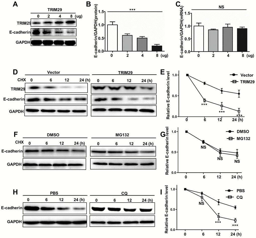 TRIM29 regulates autophagy degradation of E-cadherin. (A) Western blot analysis of TRIM29 and E-cadherin expression in HTB-182 cells with 0, 2, 4, 8 ug TRIM29 treatment. (B) Relative E-cadherin protein expression in HTB-182 cells with 0, 2, 4, 8 ug TRIM29 treatment. (C) Relative E-cadherin mRNA expression in HTB-182 cells with 0, 2, 4, 8 ug TRIM29 treatment. (D) Western blot analysis of TRIM29 and E-cadherin expression in TRIM29 over-expression treated HTB-182 cells with cyclohexane (CHX) treatment on different time points. (E) Relative E-cadherin protein expressions TRIM29 over-expression treated HTB-182 cells with cyclohexane (CHX) treatment on different time points. (F) Western blot analysis of TRIM29 and E-cadherin expression in TRIM29 over-expression treated HTB-182 cells with DMSO and MG132 treatment on different time points. (G) Relative E-cadherin protein expressions TRIM29 over-expression treated HTB-182 cells with DMSO and MG132 treatment on different time points. (H) Western blot analysis of TRIM29 and E-cadherin expression in TRIM29 over-expression treated HTB-182 cells with PBS and CQ treatment on different time points. (I) Relative E-cadherin protein expressions TRIM29 over-expression treated HTB-182 cells with PBS and CQ treatment on different time points. ***P