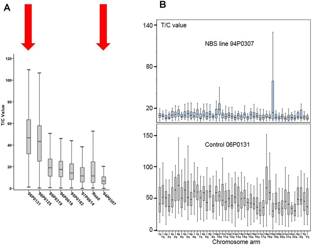 (A) Total telomere length (TL) analysed by Q-FISH. TL of six NBS lymphoblastoid cell lines and two control lines (06P0131 and 96P0125) was analyzed by Q-FISH. The boxplot presents the median, the minimum and the maximum T/C values. (B) Individual TLs of the NBS line 94P0307 and the control line 06P0131 (red arrows in Figure 3A) analyzed by Q-FISH of 15 metaphases. The boxplot presents the median, the minimum and maximum T/C values. Note the huge variability in TL of the short arm of one chromosome 19 (19p). Original after thesis Raneem Habib [28].