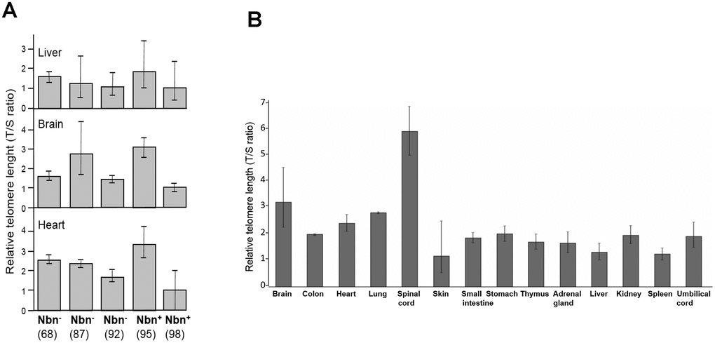 (A) Relative telomere length (TL) of three tissues of humanized Nbs mice as estimated by qPCR. Relative TL (T/S ratio) in brain, heart, and liver tissues of humanized Nbs mice (Nbn-/-NBNdel, in the figure labelled Nbn-) 87, 68 and 92 (age: 32, 41, and 39 days) and humanized wild-type mice (Nbn-/-NBN+, in the figure labelled Nbn+): 95 and 98 (age: 32 days) estimated by qPCR. (B) Relative TL of an NBS fetus. Relative TL ±SD (T/S ratio) in 14 different tissues of a 32 week old NBS-fetus estimated by qPCR. Original from [28].