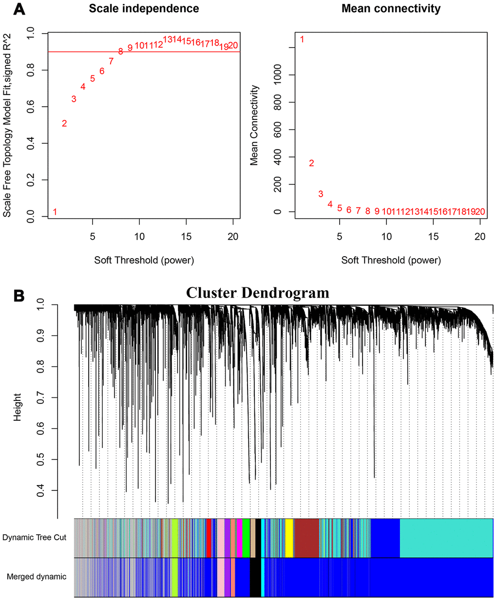 Weighted gene co-expression network analysis of HCC transcriptome. (A) The graph shows the scale-free fit index for various soft threshold powers to identify the optimal soft threshold power (β). In the graph on the left, the horizontal axis represents the soft threshold power or β values and the vertical axis represents the scale-free network index (R2). The scale-free characteristics of the gene network are stronger when the R2 value is higher. In the right graph, the horizontal axis represents the soft threshold power or β values, the vertical axis represents the means of all the gene adjacency functions in the corresponding gene module. (B) Identification of co-expressed gene modules in HCC. The different branches of the cluster dendrogram correspond to different gene modules that are represented by different colors. Each piece of the leaves corresponds to a single gene in the module.