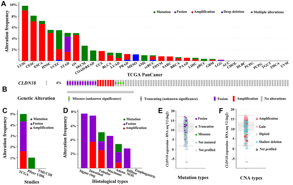 The genetic alterations of CLDN18 in cancers. (A) Frequency of genetic alterations in various types of cancer derived from TCGA PanCan datasets. (B) OncoPrint visual summary of variations on a query of CLDN18. (C) Analyses of genetic variations of CLDN18 reported in different studies. (D) Analyses of genetic variations of CLDN18 reported in different histological types. (E) The mRNA expression of mutated CLDN18. (F) The mRNA expression of CLDN18 with copy number alterations (CNA).