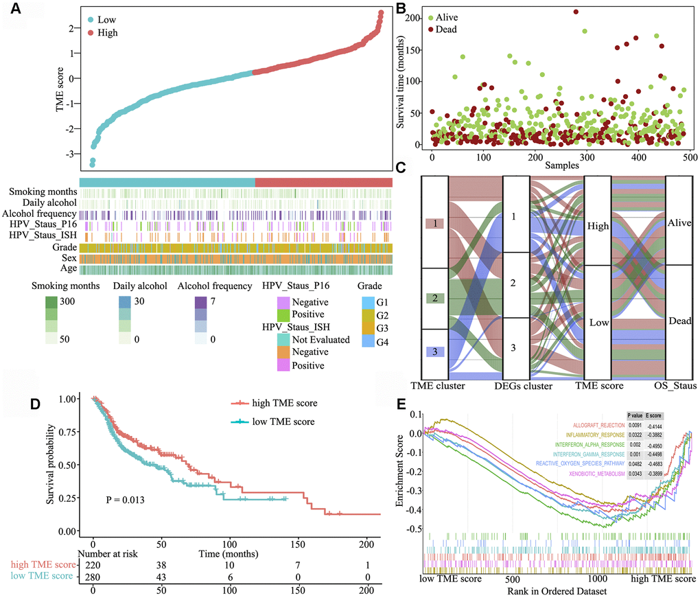 Clinical characteristics of the TME phenotypes. (A) TME score distribution in patients with HNSCC. (B) Overall survival status of patients with HNSCC. (C) Alluvial diagram of TME gene clusters in groups with different TME clusters, DEG clusters, TME scores and survival outcomes. (D) Gene set enrichment analysis of hallmark gene sets between the high and low TME score groups. (E) Kaplan–Meier curves for the high and low TME score groups. As evident, the high TME score group was associated with better outcomes than the low TME score group (log-rank test, P 