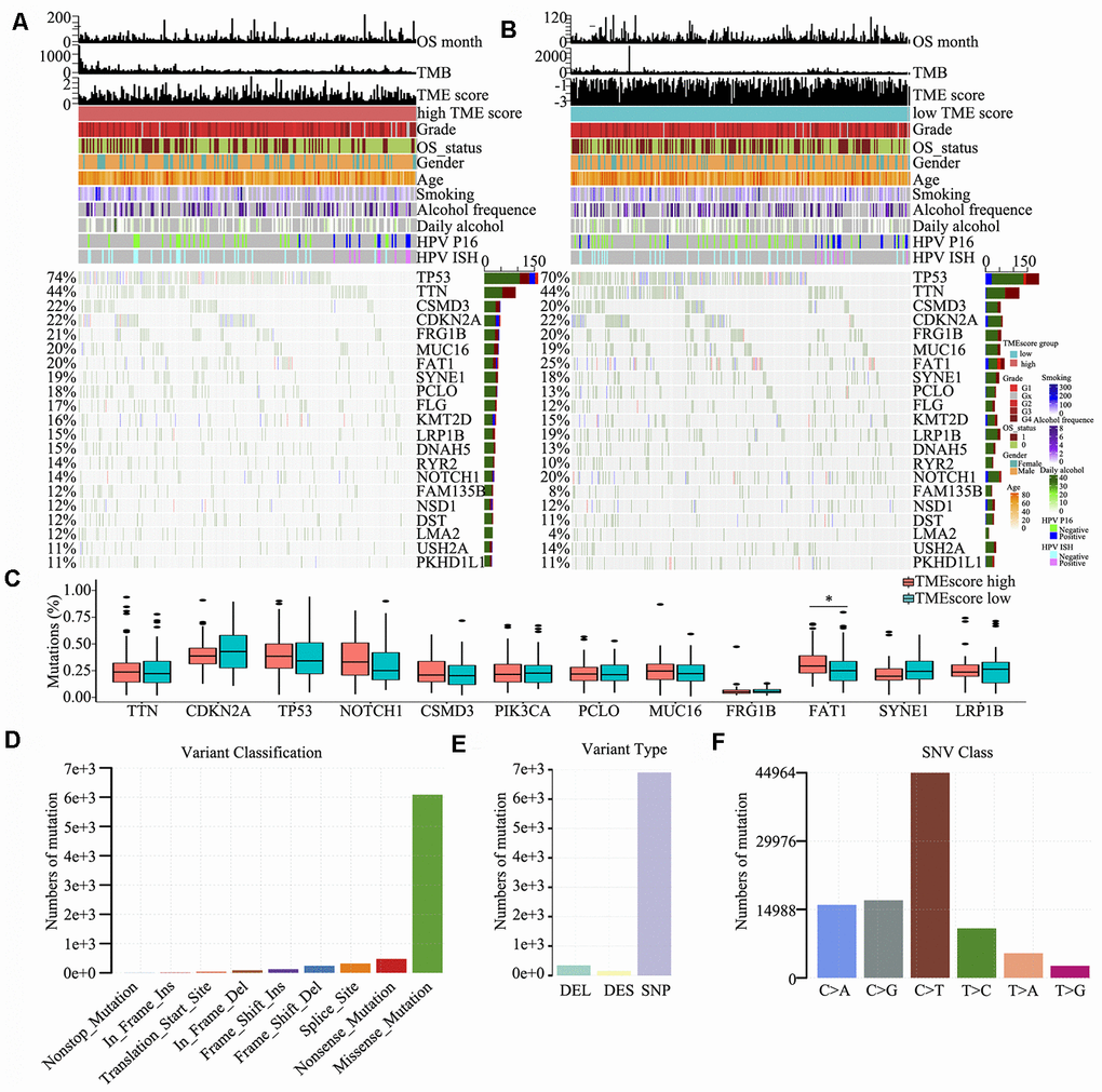 Somatic mutations in HNSCC. (A, B) Distribution of highly variant mutated genes correlated with TME score groups. The upper bar plot indicates overall survival (OS), TMB and TME score for each patient, whereas the left bar plot shows the mutation frequency of each gene in separate TME score groups [high (A) and low (B) TME score groups]. TME score, grade, overall survival status, gender, age, smoking, alcohol frequency, daily alcohol, HPV P16 status and HPV ISH status are shown as patient annotations. (C) Mutation percentage of common mutated genes in the TME score groups. (D) Genome variant classification. (E) Genome variant type. (F) Single nucleotide variant class.