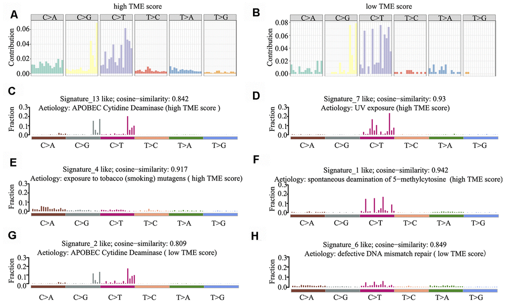 Mutational signature of the TME score groups. (A, B) Distribution of mutation type frequency in the high (A) and low (B) TME score groups. (C–H) Mutational signatures identified in the high (C–F) and low (G–H) TME score groups, respectively. The y-axis indicates exposure of 96 trinucleotide motifs to overall signature. The plot title indicates best match against validated COSMIC signatures and cosine similarity value along with the proposed aetiology.