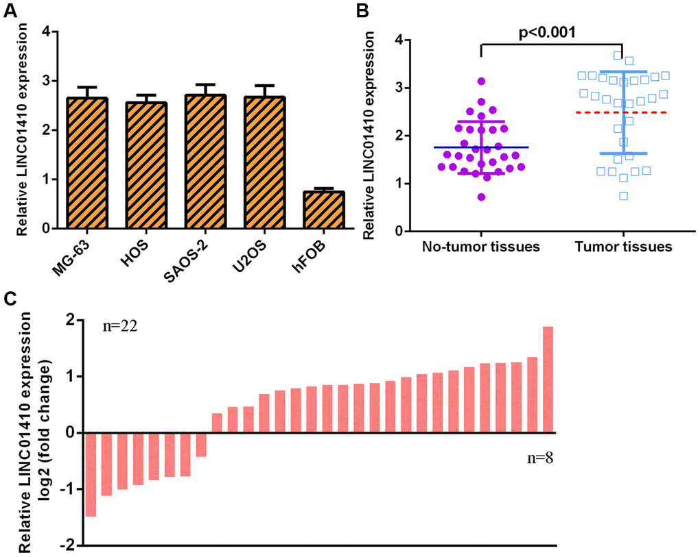 LINC01410 was overexpressed in osteosarcoma specimens and cells. (A) The expression of LINC01410 in osteosarcoma cells (MG-63, HOS, SAOS-2 and U2OS) and osteoblast cells (hFOB1.19) was detected by qRT-PCR analysis. (B) LINC01410 levels were higher in osteosarcoma specimens than in control normal samples. (C) The expression of LINC01410 was overexpressed in 22 osteosarcoma patients compared to control normal samples.