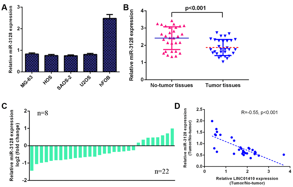 miR-3128 was decreased in osteosarcoma specimens and cells. (A) The expression of miR-3128 in osteosarcoma cells (MG-63, HOS, SAOS-2 and U2OS) and osteoblast cells (hFOB1.19) was detected by qRT-PCR analysis. (B) miR-3128 levels were lower in osteosarcoma specimens than in control normal samples. (C) The expression of miR-3128 was downregulated in 22 osteosarcoma patients compared to control normal samples. (D) There is an inverse correlation between miR-3128 and LINC01410 in osteosarcoma specimens.