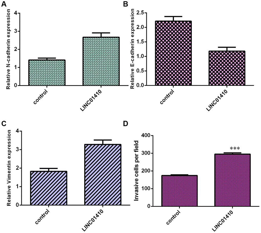 Ectopic expression of LINC01410 promoted osteosarcoma cell invasion. (A) Elevated expression of LINC01410 induced N-cadherin expression in MG-63 cells. (B) The expression of E-cadherin was analyzed by qRT-PCR assay. (C) Ectopic expression of LINC01410 promoted Vimentin expression in MG-63 cells. (D) Elevated expression of LINC01410 increased invasion in MG-63 cells. ***p